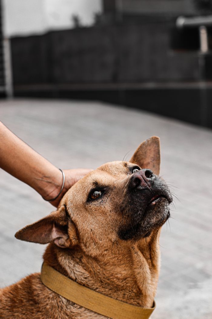 services-02 Brown dog wearing a collar being affectionately petted, outdoors setting.