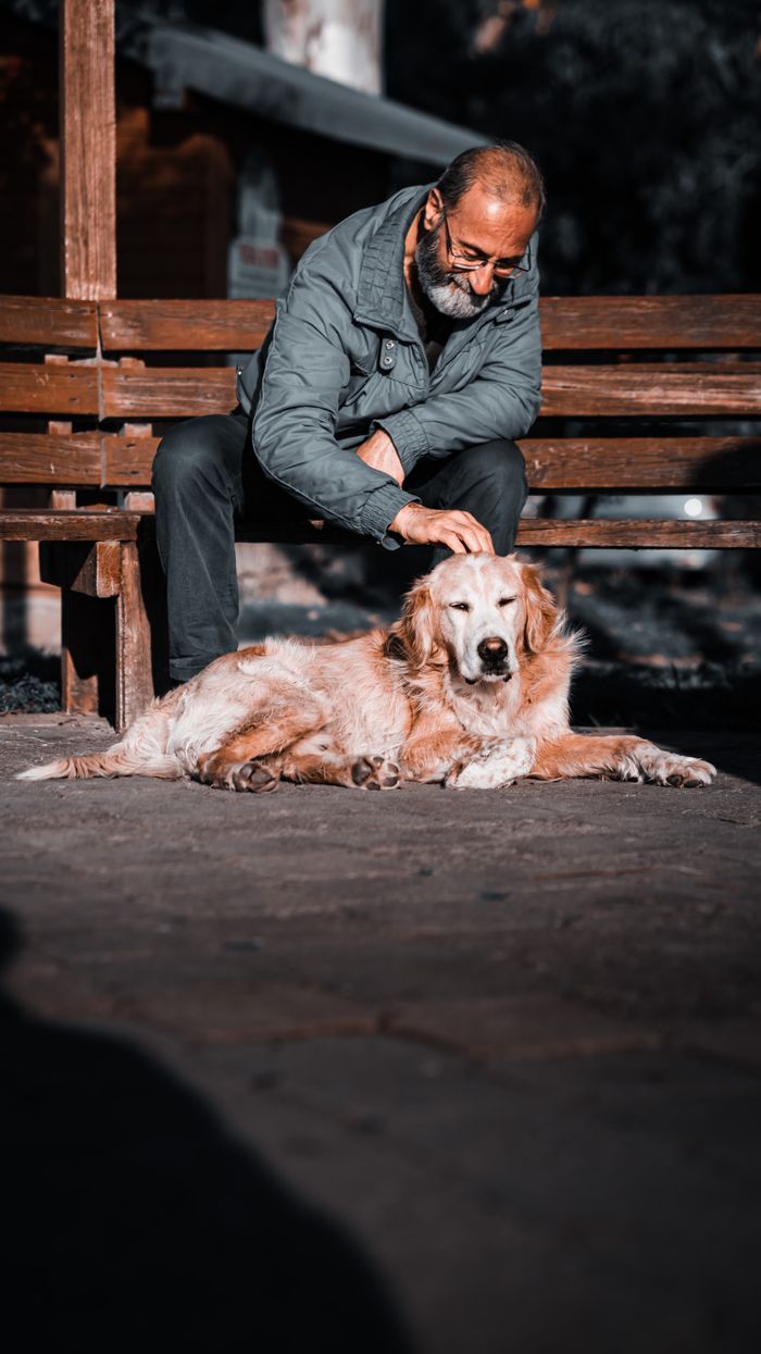get-in-touch An adult man pets a relaxed Golden Retriever while sitting on a park bench outdoors.