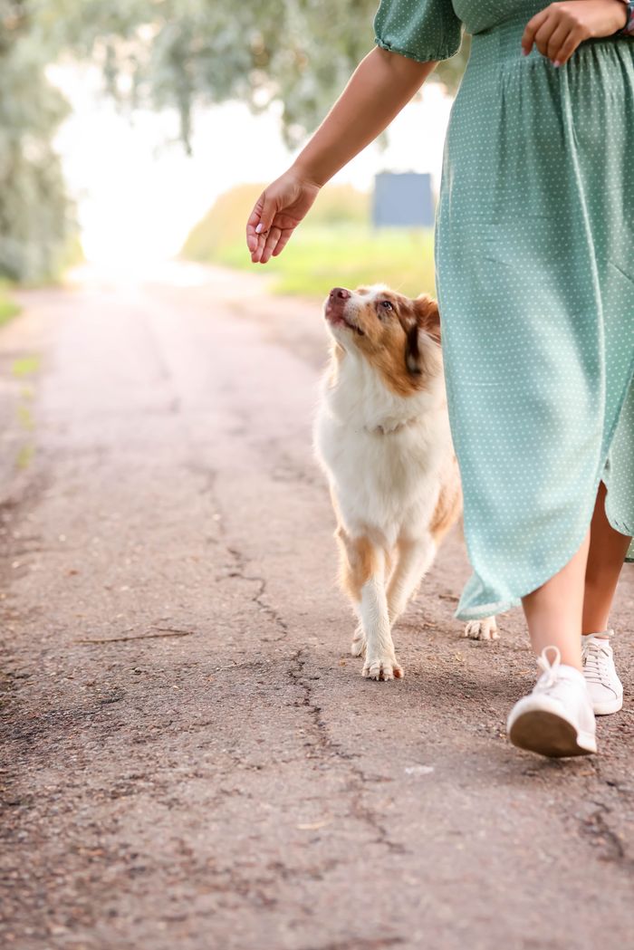 services-01 A woman strolls with her Australian Shepherd on a serene outdoor path.