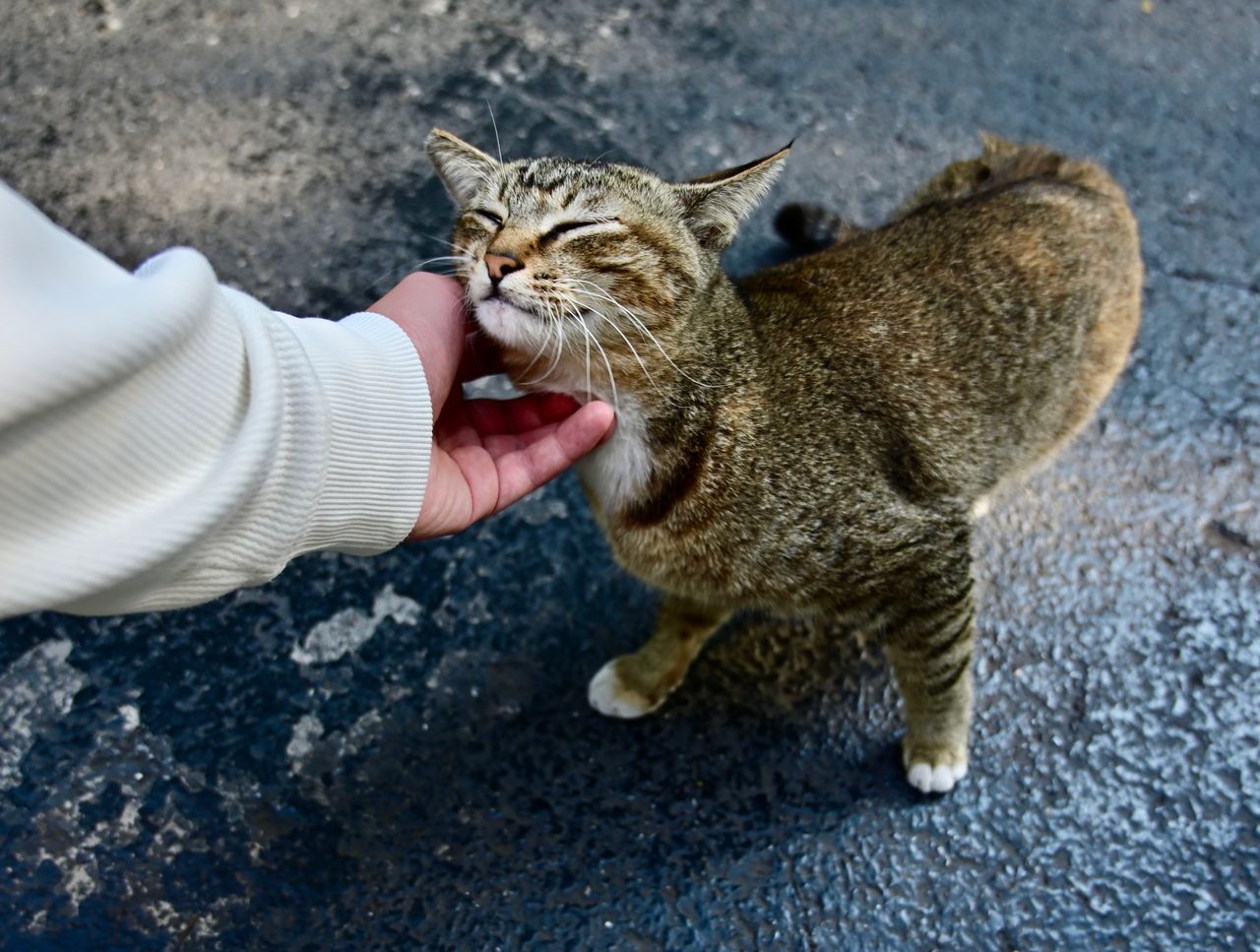 Close-up of a person gently petting a content cat on a pavement.