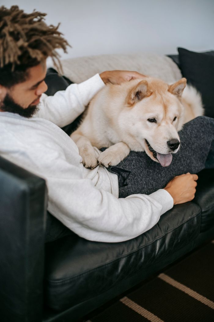 Side view of crop young African American male owner lying on sofa and stroking cute obedient Akita Inu dog during weekend at home
