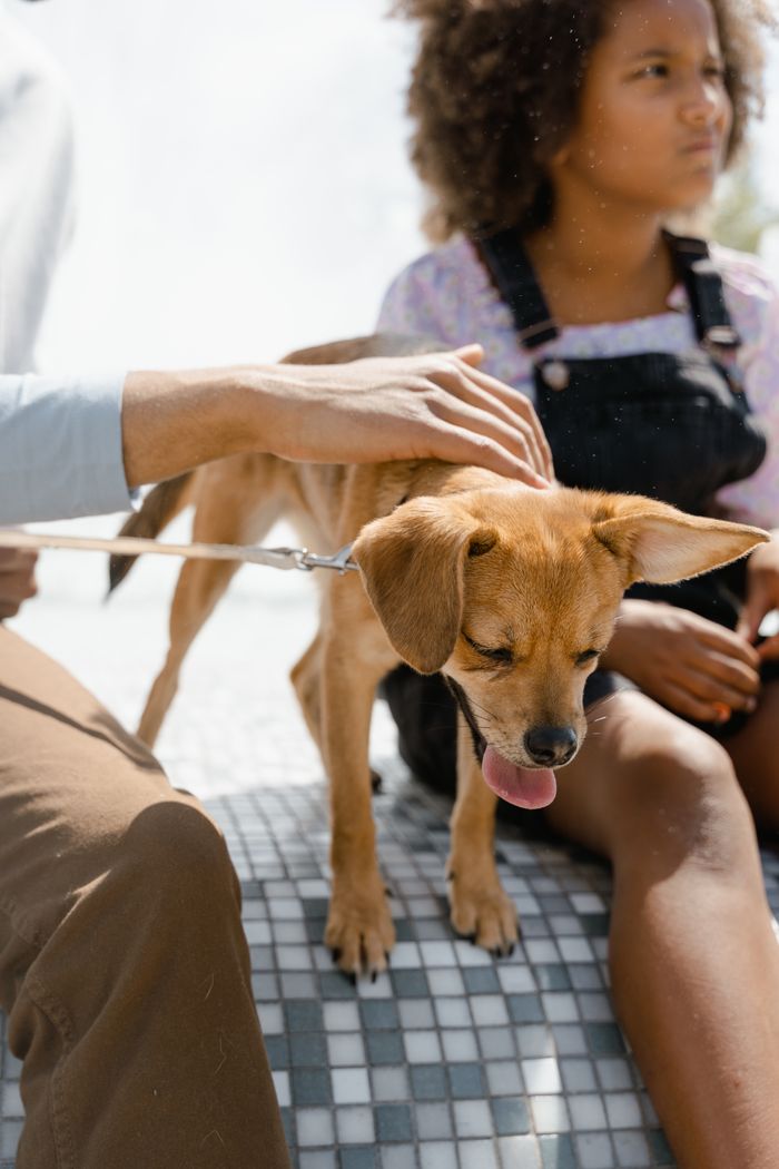 services-04 A man gently pets a brown dog sitting on a tile bench next to a child on a sunny day.